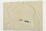 Cretaceous, Soft Bodied Squid Fossil - Lebanon #202118-1
